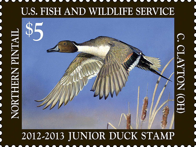2012-2013 Junior Duck Stamp by Christine Clayton