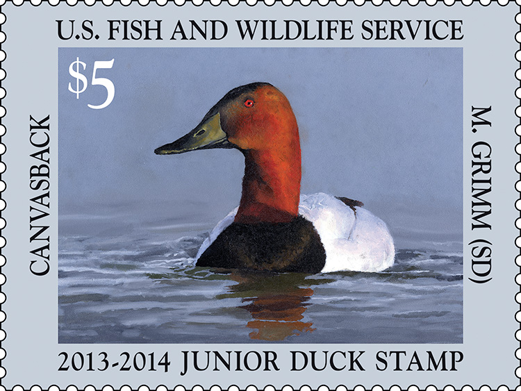 2013-2014 Junior Duck Stamp Art by Madison Grimm