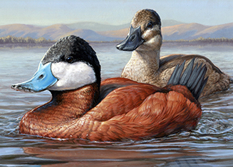 The winner of the 2014 Federal Duck Stamp Contest is Jennifer Miller of Olean, NY, with her acrylic painting of ruddy ducks.