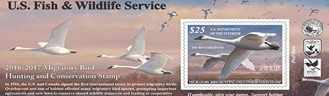 2016-2017 Federal Duck Stamp featuring trumpeter swans/USFWS.