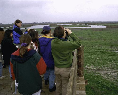 Birders at San Luis National Wildlife Refuge in California. credit John and Karen Hollingsworth/USFWS