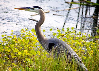 Great Blue Heron in a Wetland Habitat. Credit Keenan Adams, USFWS