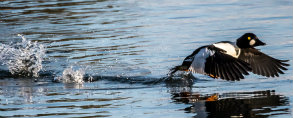 Photo of Common Goldeneye taking flight-credit Mike Daniels