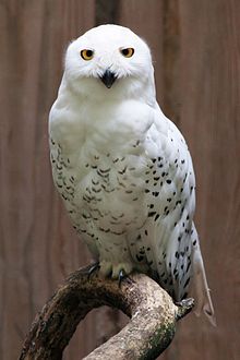 Snowy Owl Portrait.jpg