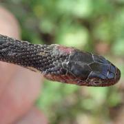 A juvenile Broad-banded Watersnake that tested positive for snake fungal disease (SFD) exhibiting ulceration of the skin.