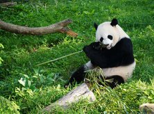 Smithsonian National Zoo Giant Panda