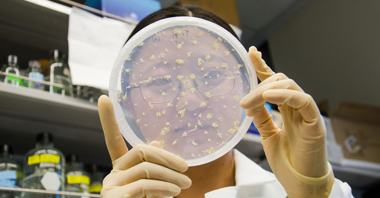 Huitting Zhang, a Ph.D candidate at Penn State studying plant biology, examines samples of parasitic plants in the research team's laboratory.