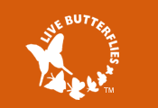 Live Butterflies