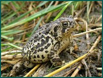 wyoming toad
