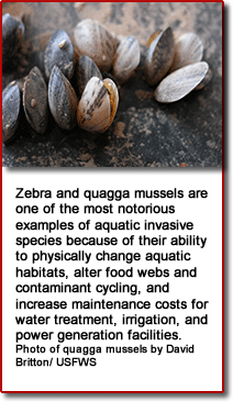 quagga mussel photo