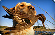 dog with duck in mouth