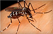 New Clues Why Mosquitoes Find You Irresistible