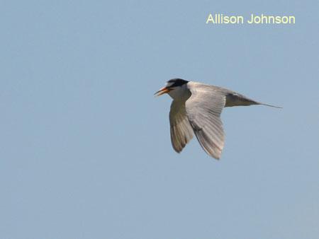 Interior Least Tern in flight