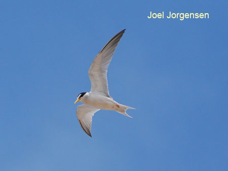 Interior Least Tern