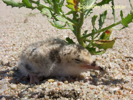 Interior Least Tern chick looking for a little shade