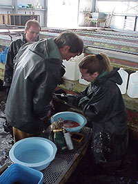 photo of AAdap staff spawning a rainbow trout at Ennis National Fish Hatchery