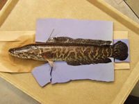 nothern snakehead