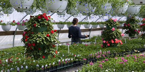 inside a flower nursery