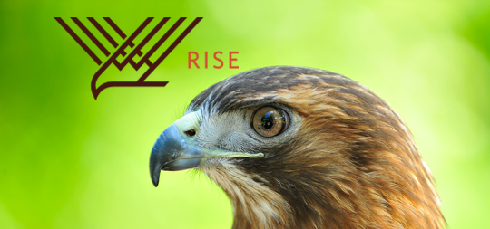 Adopt a Raptor Through RISE