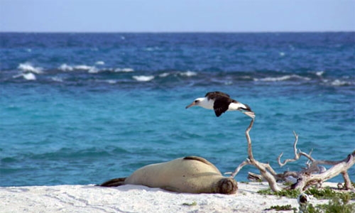 Hawaiian Monk Seal and Laysan Albatross on Tern Island, French Frigate Shoals, Northwestern Hawaiian Islands. Photo source: Duncan Wright / USFWS