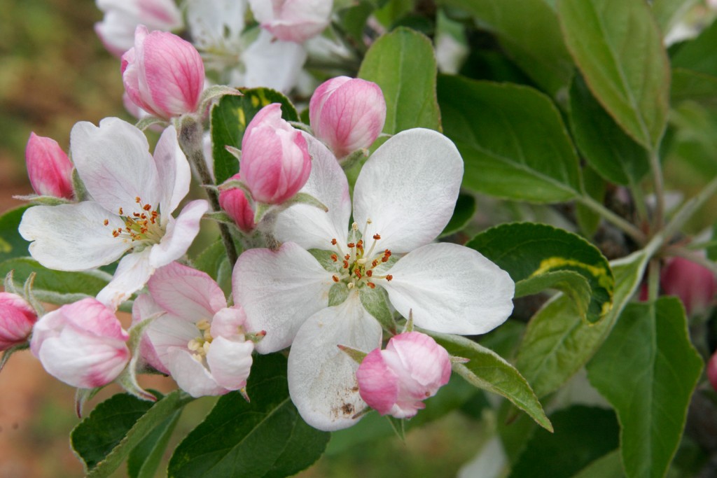 Apple blossoms