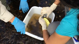 Macroinvertebrates are indicators of water quality. 