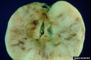 2.Apple maggot damage to an apple (Photo: E.H. Glass, New York State Agricultural Experiment Station, Bugwood.org) 