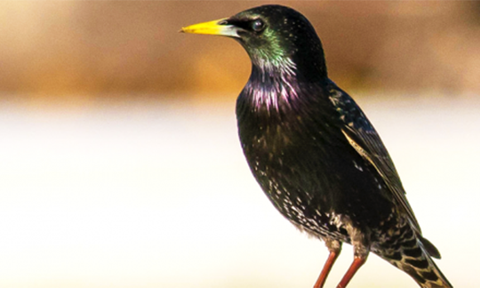 Photo of European starling