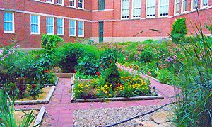 School garden/outdoor classroom