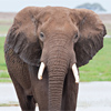 african-elephant-looking-at-camera