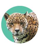 Jaguar Infographic Image. Credit: Levi Novey / USFWS