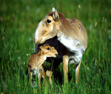 Saiga and her fawn. Credit: Rich Reading