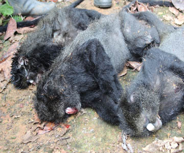Three dead monkeys killed for bushmeat. Credit: Richard Ruggiero
