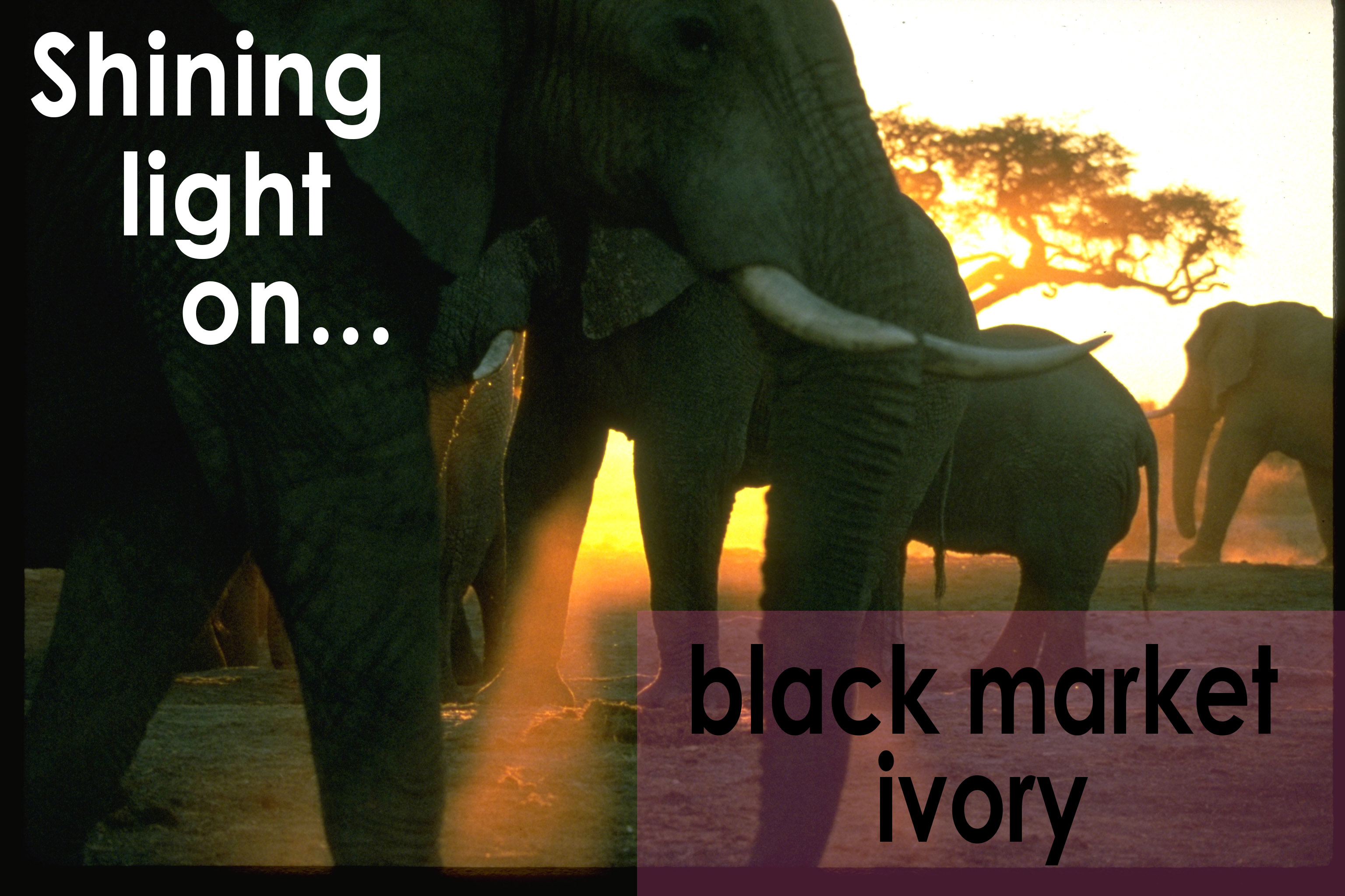 Shining Light on Black Market Ivory