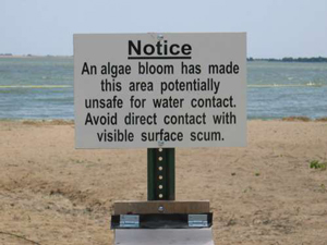 Sign on beach warning of harmful algal bloom