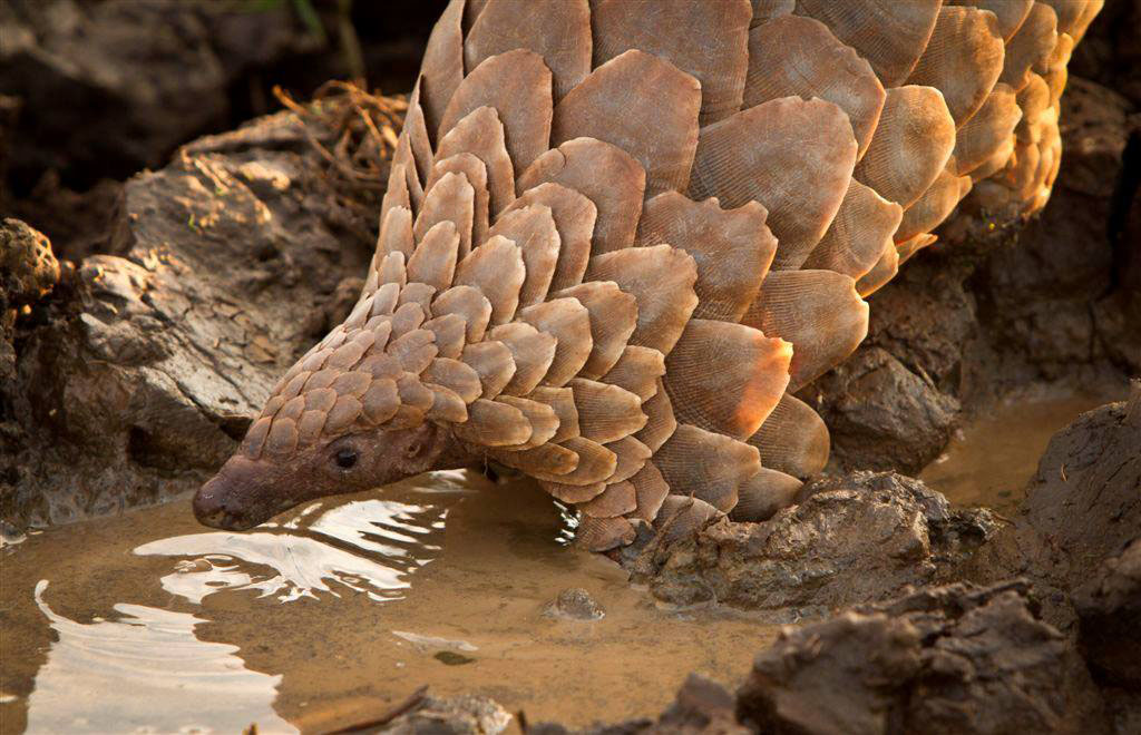 Temminck's ground pangolin