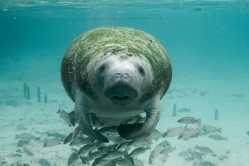 Manatee at a U.S. Wildlife Refuge, Florida. Image courtesy of U.S. Fish and Wildlife Service. 