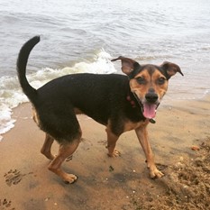 A family dog enjoys the beach.