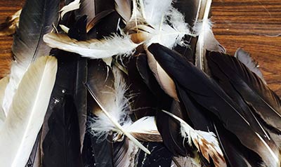 Eagle feathers. Credit: USFWS.