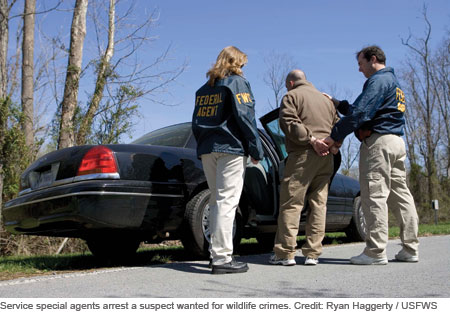 Service special agents arrest a suspect wanted for wildlife crimes. Credit: Ryan Haggerty / USFWS