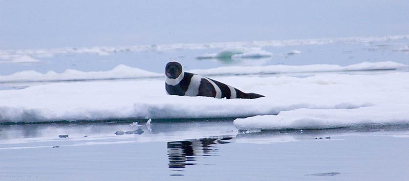 Ribbon Seal