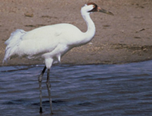 Whooping Crane