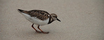 Woodcock/USFWS