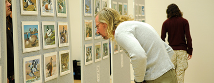 Ogden, Utah Man looks over the 192 2012 Federal Duck Stamp Contest entries credit Garry Tucker/USFWS