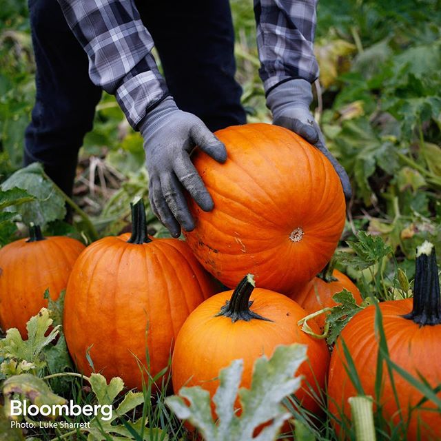 A worker harvests jack-o'-lantern pumpkins at a Frey Farms Inc. pumpkin patch in Poseyville, Indiana.

Frey Farms is a multi-state certified Woman Owned Business that is one of the nation's largest growers and shippers of pumpkins.