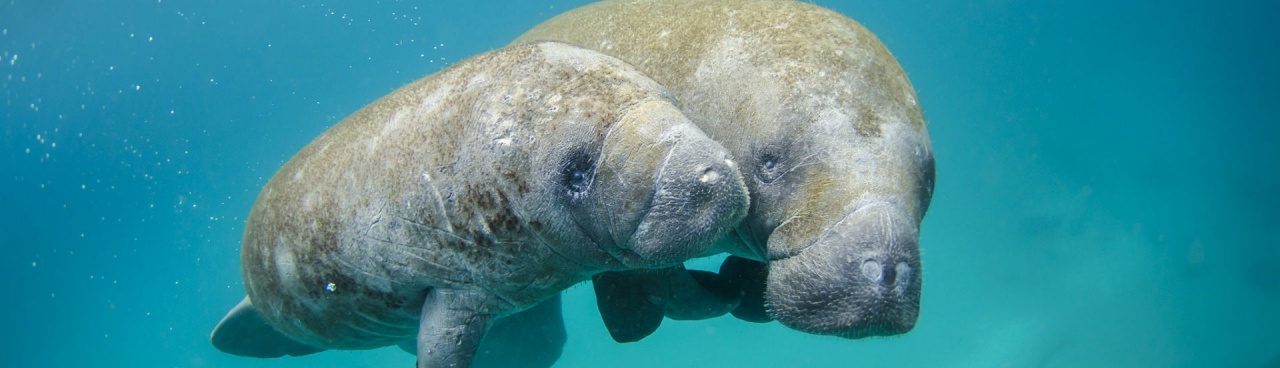 A Florida manatee and calf swim together.