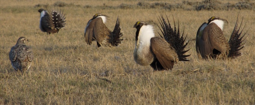 4 male sage grouse courting one female