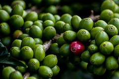 Green coffee cherry