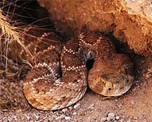 Diamondback rattler inside Prairie dog hole