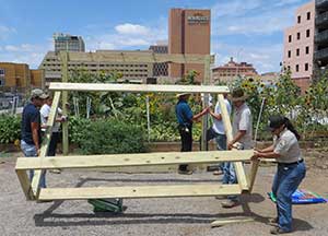 Volunteers hoist structure for the urban garden.